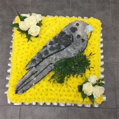 Gray Budgie