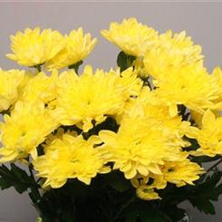 Yellow Double Christhanemums