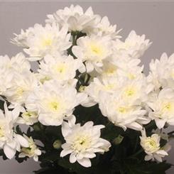 White Baltica Chrysanthemum 