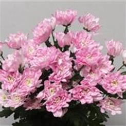 Pink baltica Double Chrysanthemum 